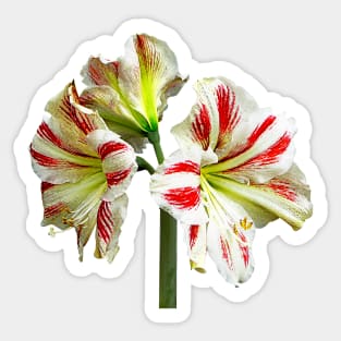 Amaryllis Sydney Sticker